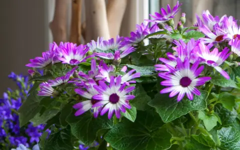 Un bouquet de marguerites violettes et blanches, typique des créations des fleuristes, éclate de couleurs vives.