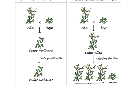 Ilustración de los guisantes de Mendel, mostrando cruces y resultados de plantas altas y bajas, prediciendo mezclas y resultados reales.
