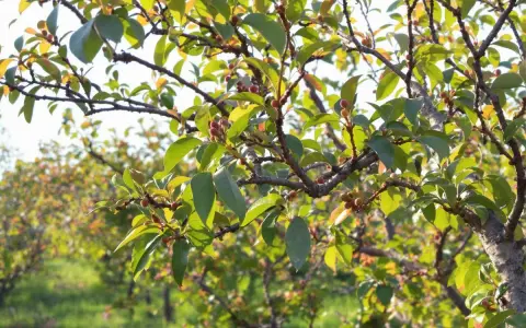 Rameaux d'un arbre fruitier, avec de petites baies rouges et des feuilles vertes. La taille pecher est en cours pour favoriser la future récolte.