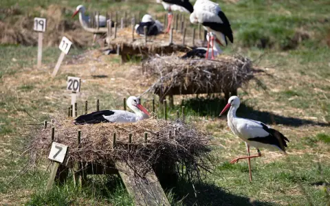 Storkar i sina bon på Nordens Ark. En stork vilar i bo nummer 7, medan en annan står bredvid.