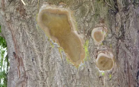 Écorce de saule pleureur marquée par une maladie, avec des plaies suintantes et une croissance fongique verdâtre.