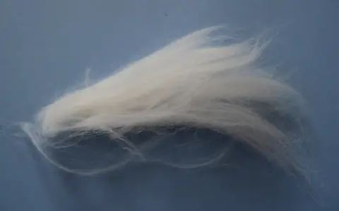 Kłębek puszystej, białej angory, delikatnie rozwiany, przypomina obłoczek na błękitnym tle.