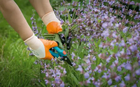 Hände mit Handschuhen schneiden Salbei-Zweige mit einer Gartenschere.