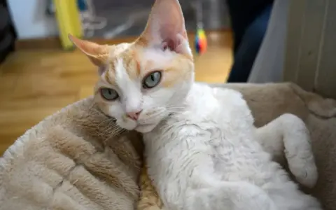 Ile żyją koty Devon Rex? Poznaj czynniki wpływające na ich długość życia