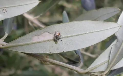 Piccola larva di tignola dell'olivo che crea gallerie e lascia escrementi su una foglia, mostrando i danni tipici.