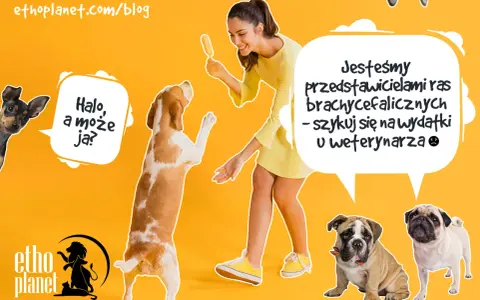 Psy ras dużych i małych, w tym buldogi i mopsy, wesoło bawią się z kobietą.