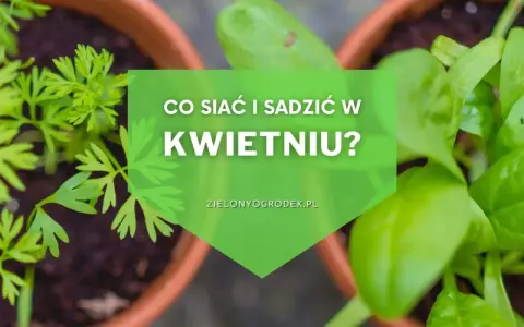 Kwiecień w ogrodzie: Twój plan na obfite plony i barwne rabaty