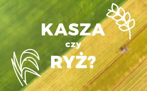 Grafika z napisem "KASZA czy RYŻ?" na tle zielono-żółtego pola.