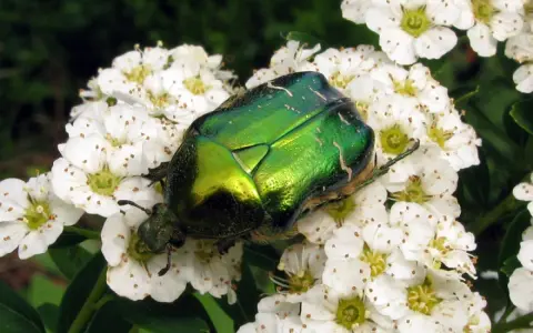 Une magnifique cétoine dorée, dont la larve se nourrit dans le sol, se repose sur des fleurs blanches.