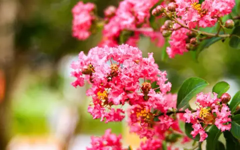 Grappes de fleurs roses vives de lilas des Indes, avec des détails sur la fiche technique.