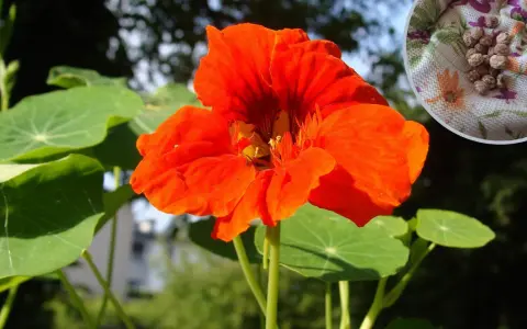 Jasna, pomarańczowa nasturcja z zielonymi liśćmi. W rogu nasiona nasturcji, idealne do siewu.