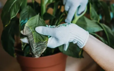 Rękawiczki chronią dłonie podczas przycinania usychających liści calathei.