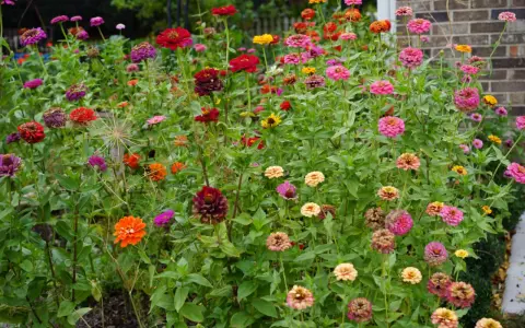 A vibrant patch of zinnias in various colors, from deep red to bright pink and orange. While beautiful, are zinnias edible? This garden offers a feast for the eyes, not the palate.