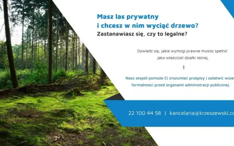 Czy można wyciąć drzewa na działce leśnej? Sprawdź, co musisz wiedzieć