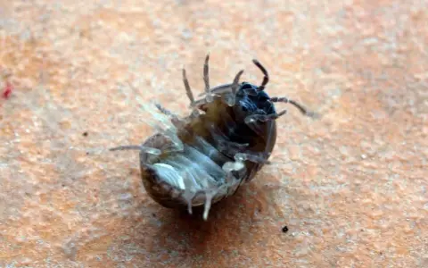 Una cochinilla de la humedad, con sus patas al aire, parece un pequeño guerrero rodando sobre la tierra.