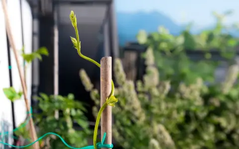 Planta trepadora se apoya en un tutor de madera, mostrando varios tipos de tutores para plantas.