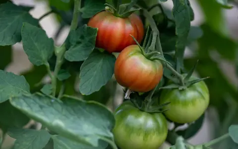 Grüne Tomaten reifen langsam, während einige bereits rot werden. Die Pflanzen sind üppig und grün.