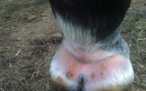 Pied du cheval avec une croute au paturon, montrant une peau irritée et des lésions.