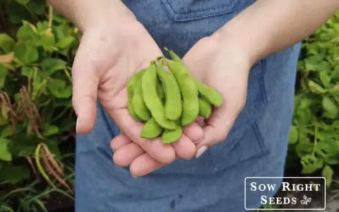 Hands cupped, holding a bunch of freshly picked edamame pods. The vibrant green pods are fuzzy and promise a delicious harvest from the edamame plant.