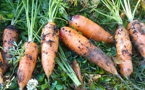 Carottes fraîchement récoltées, encore terreuses, prêtes à être replantées. Le moment idéal pour savoir quand semer les carottes est arrivé.