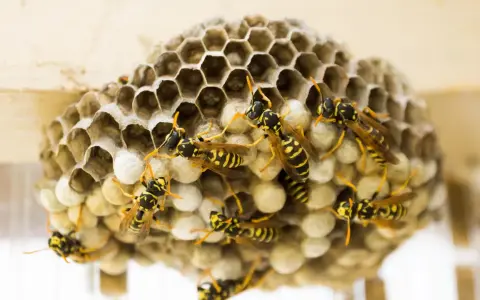 Un panal de avispas con varias avispas amarillas y negras trabajando en sus celdas hexagonales.