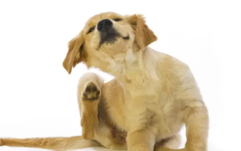 Un chiot golden retriever se gratte la patte, signe qu'il est temps de penser à la saison des puces.
