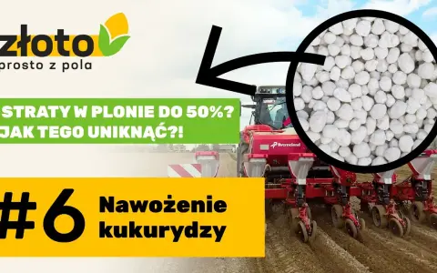 Najlepszy nawóz pod kukurydzę na kiszonkę - uniknij błędów w nawożeniu