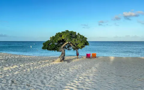 Idealne miejsce na aruba wakacje: plaża z charakterystycznym drzewem, dwiema kolorowymi leżakami i spokojnym morzem.