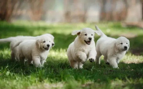 Gdzie kupić Golden Retrievera? Uniknij pseudohodowli! Poradnik