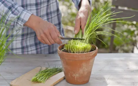 Hände schneiden frischen Schnittlauch aus einem Terrakotta-Topf. Ein Bund Schnittlauch liegt auf einem Holzbrett.