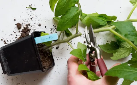 En hand med sekatör förbereder sig för att toppa tomater. En planta i kruka med jord och en blå etikett syns bredvid.