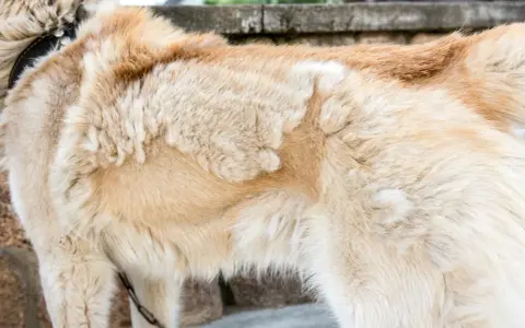 Gros plan sur le pelage d'un chien, montrant des zones clairsemées suggérant une perte de poil due au stress.