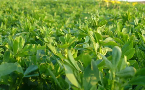 A field of lush, green alfalfa plants, ready for harvest. This crop is known for its high yield, with many farmers planting roundup ready alfalfa seed per acre.