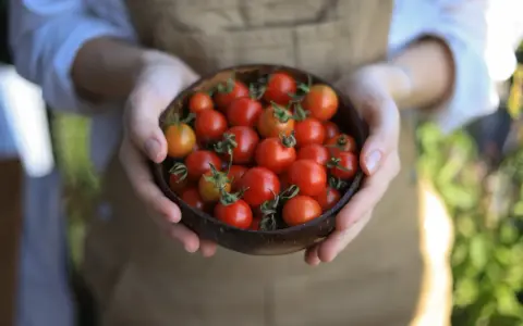 Mani che sorreggono una ciotola di cocco piena di succosi pomodori in vaso, appena raccolti.