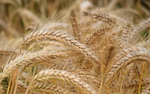 Spighe dorate di grano maturo, pronte per essere raccolte. Un campo che racconta la storia di quando si semina il grano e la natura dona i suoi frutti.