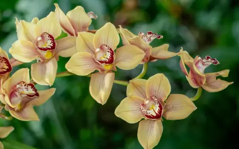 Delikatne, żółte kwiaty cymbidium z bordowymi plamkami w środku, na tle zieleni.