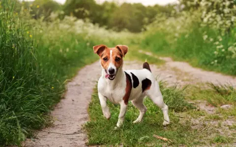 Szczeniak Jack Russell Terriera biegnie po ścieżce w trawie.