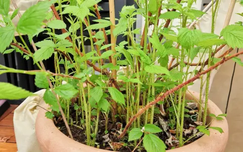 Junge Himbeeren im Topf, mit vielen grünen Blättern und dünnen, stacheligen Trieben.