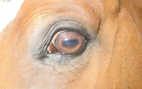 Gros plan sur l'œil d'un cheval brun, reflétant le ciel bleu. La vision du cheval est fascinante.