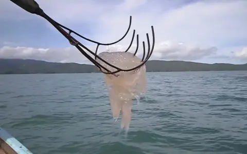 Una medusa trascinata da un attrezzo da pesca, pronta per essere cucinata. Chi mangia le meduse?