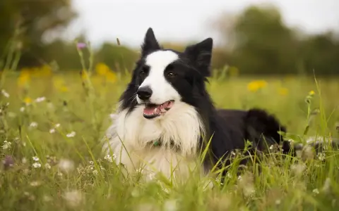 Czarny pies rasy border collie leży w trawie. Zastanawiasz się, ile waży border collie? Ten pies wygląda na zdrowego i aktywnego.
