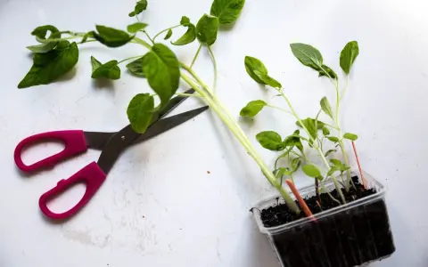 Rosa saxar bredvid tomatplantor i plastkruka. Dags att fundera på hur ska man toppa tomatplantor för bättre skörd.