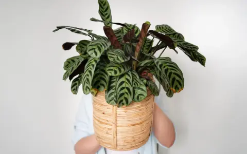 Calathea zebrina w wiklinowym koszu. Dowiedz się, jak dbać o tę roślinę, by pięknie rosła.