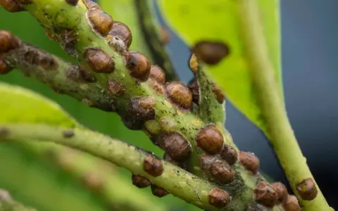 Close-up of a plant stem covered in brown, dome-shaped scale insects, aiding in scale insect identification.