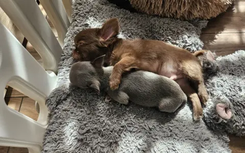 Dwa szczenięta chihuahua śpią wtulone w siebie na miękkim kocu. To dowód, że mamy najlepsza hodowla chihuahua w Polsce.