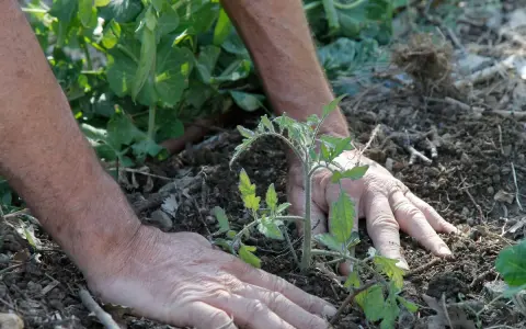 Mains plantant un jeune plant de tomate en pleine terre, étape clé pour savoir comment planter des tomates en pleine terre.