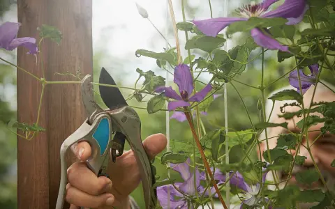 Gärtner schneidet mit einer Gartenschere eine Clematis. Die lila Blüten und grünen Blätter sind im Fokus.