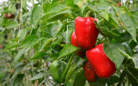 Poivrons rouges et verts mûrs sur des plants dans une serre. Ces poivrons en pot promettent une récolte savoureuse.