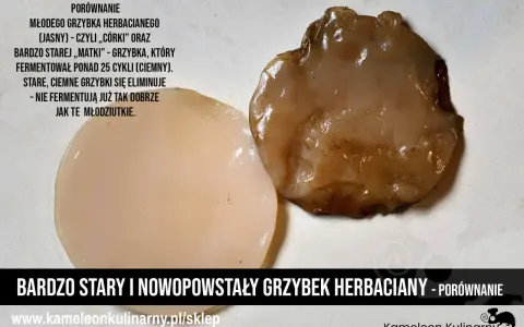 Porównanie młodego, jasnego grzybka herbacianego i starego, ciemnego, który jest już zepsuty i nie fermentuje.