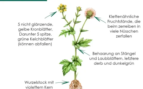 Echte Nelkenwurz mit gelben Blüten und Wurzelstock. Die Pflanze ist bekannt für ihre nelkenwurz heilwirkung.